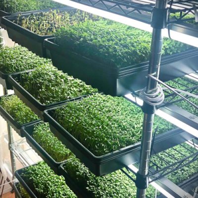 Racks of microgreen trays growing at Rural Micro-Farms